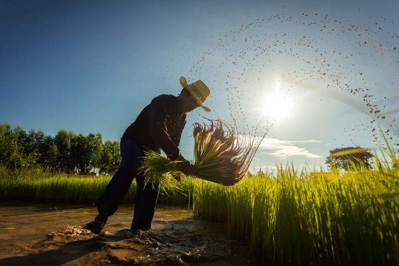 Startup Teknologi Crowde Bantu BUMDes Masuk Industri Pertanian 4.0